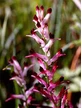 TSA FUMARIA OFFICINALIS 50ML