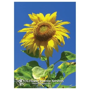 Natur Sunflower (Helianthus Annuus) Californian Essences 7.4ml