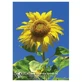 Zonnebloem (Helianthus Annuus) Californische Essences 7.4ml
