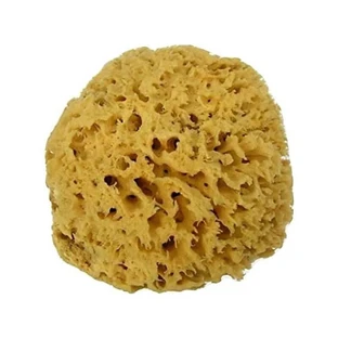 Natural Mediterranean Archipelago Sponge 12cm Alcea 1 Piece