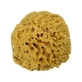 Natural Mediterranean Archipelago Sponge 12cm Alcea 1 Piece