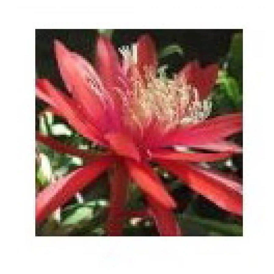 Rote Orange Epiphyllum Essenzen Wüste Arizona 10ml
