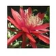 Rode sinaasappel Epiphyllum Essences Desert Arizona 10ml