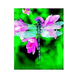 Dragonfly Dragonfly Ess 30ml