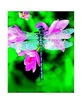Dragonfly Dragonfly Ess 30ml