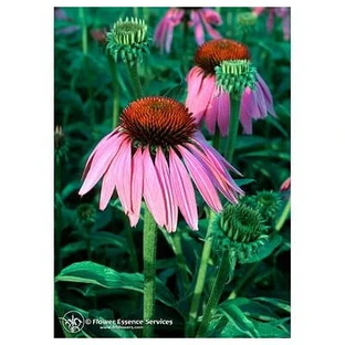 Echinacea Ess 7,4ml Kalf