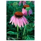 Echinacea Ess 7.4ml Calf