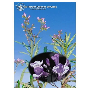 YERBA SANTA ESS 7.4ML KALF