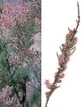 MSA TAMARIX GALLICA 50ML