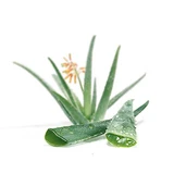 Aloe-Saft in Stücken kondensiert 100 g