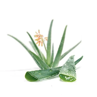 Jugo de aloe condensado en trozos 100 g