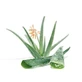 Jugo de aloe condensado en trozos 100 g