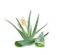 Aloe juice condensed into pieces 100 g
