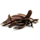 Caroubes entières pour tisane 100 g