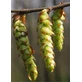 MSA CARPINUS BETULUS 50ML