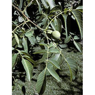 MSA JUGLANS REGIA 50ML