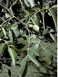 MSA JUGLANS REGIA 50ML
