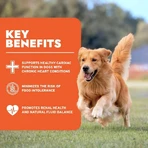 Forza10 Renal active vet - alimento completo para perros con problemas renales e intolerancias 4 kg