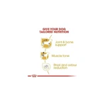 Royal canin Mini adult teckel - volledige voeding voor volwassen honden van het teckelras 1.5 kg
