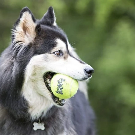 Kong Airdog squeakair ball - 2 Tennisbälle für Hunde