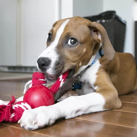 Kong Kong ball - gioco per cani con corda colori assortiti taglia s