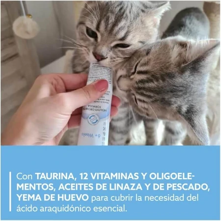 Gimborn Gimcat pasta para gatitos 6m+- pasta complementaria para gatitos 50 gr.