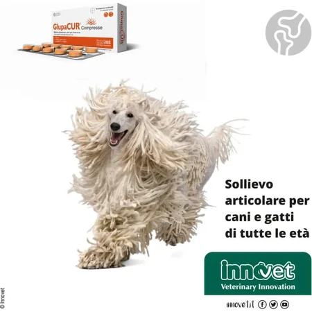 Innovet Glupacur 30 comprimidos - pienso complementario para perros y gatos (envase abollado)