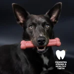 Tasty bone Tasty bone pequeño - juguete para perro sabor bacon