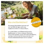 Bachblüten Murnauers Orig.bonbons Mango- 50 g
