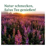 Thé médicinal au gui Visci albi herba Salus 100 g