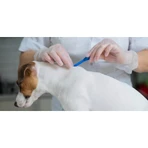 Livisto Fiprex Duo XL – 1 Pipette zur Parasitenbekämpfung für Hunde mit einem Gewicht zwischen 20 und 40 kg