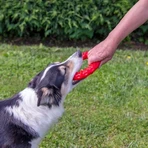 Ferplast Smile Large - Tandverzorgingsring met bicarbonaatkristallen en vleessmaak voor mondhygiëne bij middelgrote honden