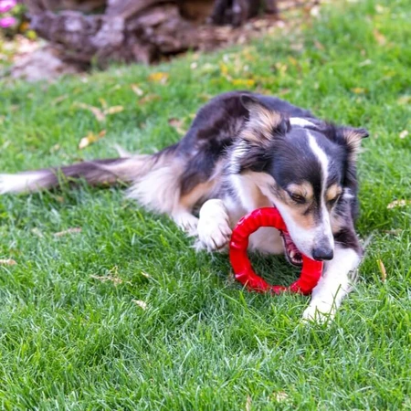 Ferplast Smile Large - Tandverzorgingsring met bicarbonaatkristallen en vleessmaak voor mondhygiëne bij middelgrote honden