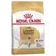 Royal Canin Labrador Retriever Adult - Pienso para perros, 3 kg