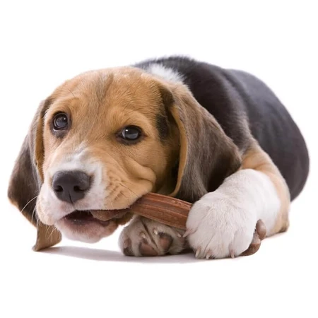 Ferplast Goodbite: hueso masticable natural para perros, tamaño XL, sabor a ternera, 250 g