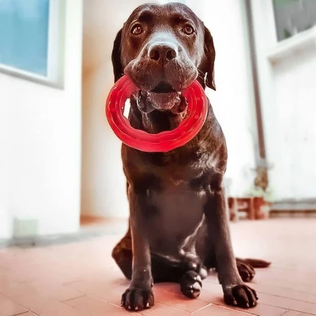 Ferplast Smile Large - Dental Ring with Bicarbonate Crystals and Meat Flavor for Oral Hygiene in Large Dogs