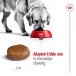Royal Canin Maxi Adult 5+ - Pienso para perros adultos de razas grandes, 4 kg