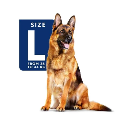 Royal Canin Maxi Adult 5+ - Pienso para perros adultos de razas grandes, 4 kg