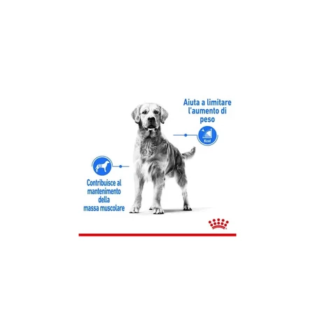 Royal Canin Light Weight Care - Compleet voer voor volwassen honden van middelgroot formaat ter ondersteuning van het gewichtsbeheer, 12 kg