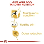 Royal Canin French Bulldog Adult - Alimento completo para perros adultos, 9 kg