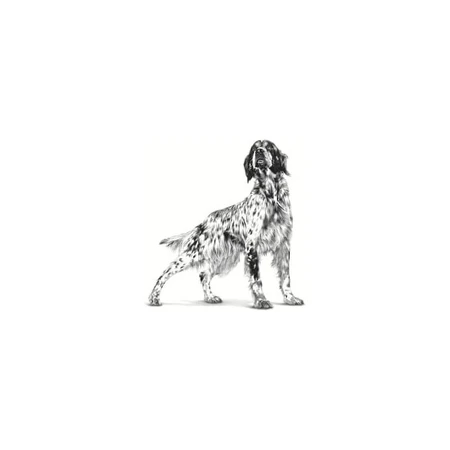 Royal Canin Pill Assist - Pienso para perros medianos y grandes que facilita la administración de comprimidos, 224 g