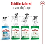 Royal Canin Mini Adult - Alimento completo para perros adultos de razas pequeñas, 800 g