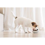 Schesir Medium Adult Fish Formula - Aliment complet pour chiens adultes de taille moyenne, 12 kg