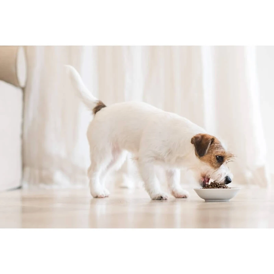 Schesir Medium Adult Fish Formula - Aliment complet pour chiens adultes de taille moyenne, 12 kg