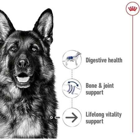 Royal Canin Maxi Ageing 8 Plus - Complete food for large adult dogs over 8 years of age, 15 kg
