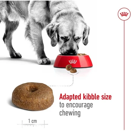 Royal Canin Maxi Ageing 8 Plus - Complete food for large adult dogs over 8 years of age, 15 kg