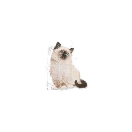 Royal Canin Kitten 36 – Alleinfuttermittel für Kätzchen, 2 kg