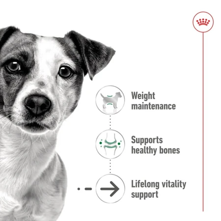 Royal Canin Mini Aging en pâté - Aliment complet pour chiens de petite race d'âge mûr et seniors, 195 g