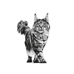 Royal Canin Urinary S-O Moderate Calorie – Alleinfuttermittel für Katzen mit Struvit-Steinen, 12 Beutel à 85 g