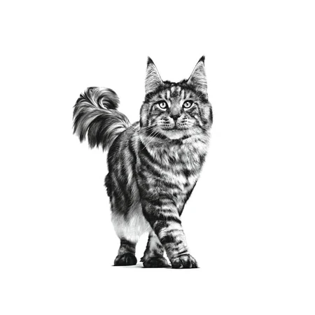 Royal Canin Urinary S-O Moderate Calorie – Alleinfuttermittel für Katzen mit Struvit-Steinen, 12 Beutel à 85 g
